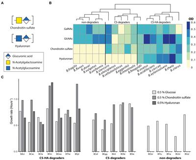 Nutrient niche specificity for glycosaminoglycans is reflected in polysaccharide utilization locus architecture of gut Bacteroides species